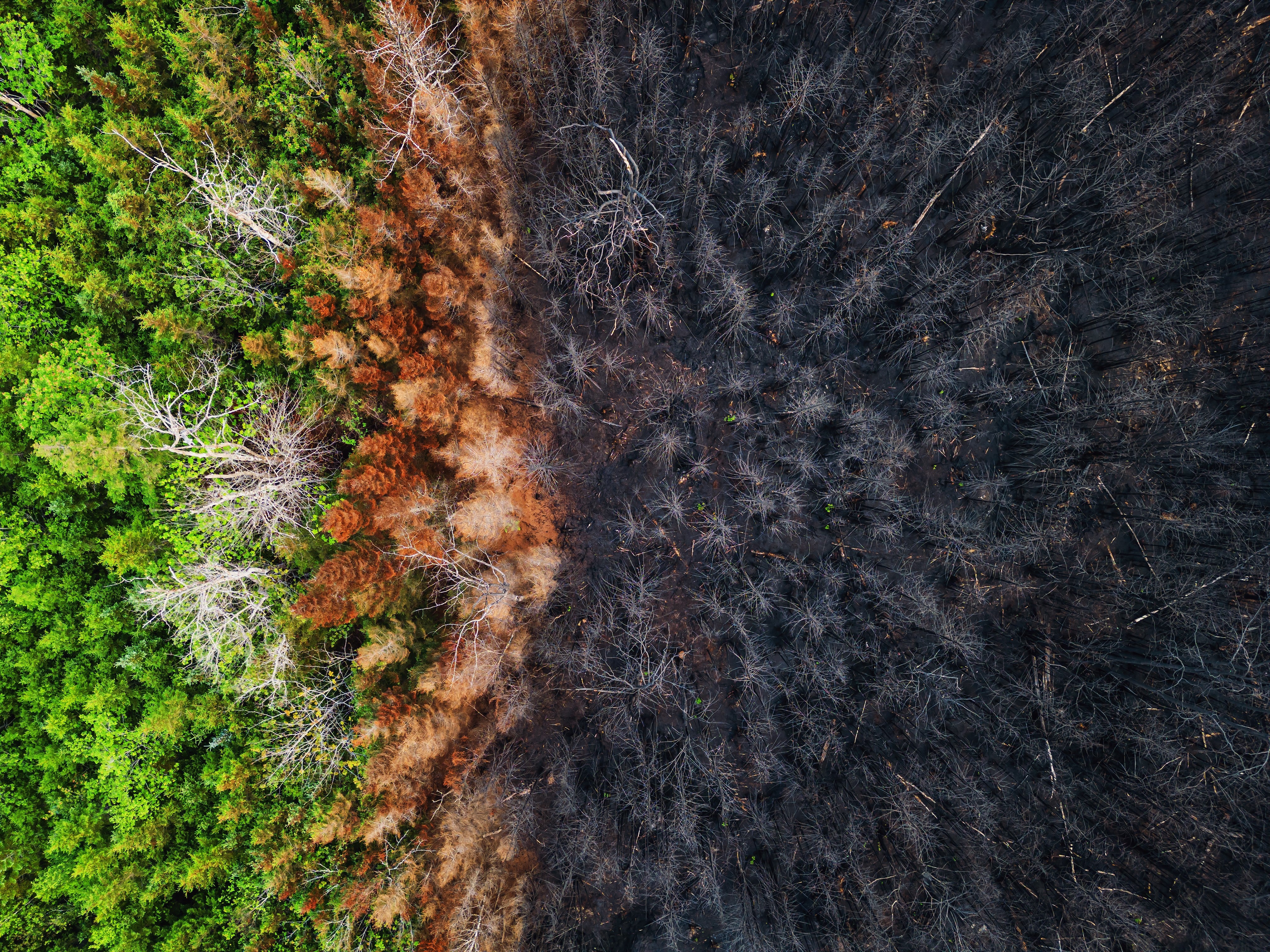 aerial view of wildfire damage
